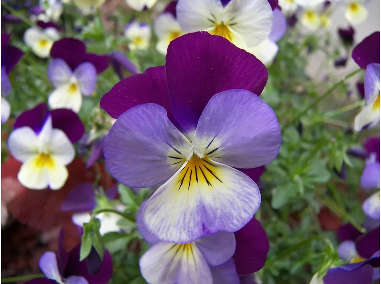 viola