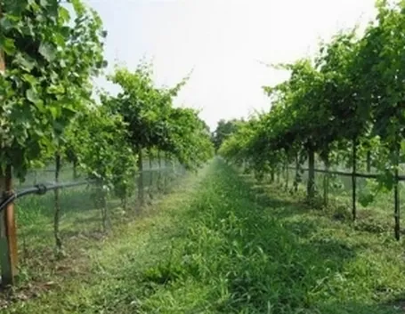 impianto irrigazione