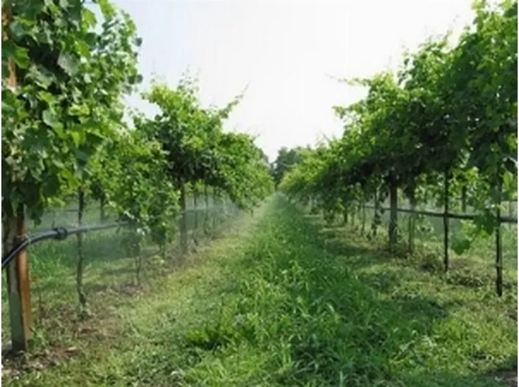impianto irrigazione