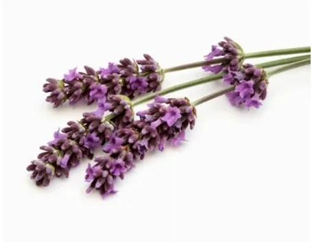 lavanda