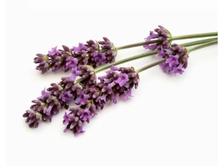 lavanda