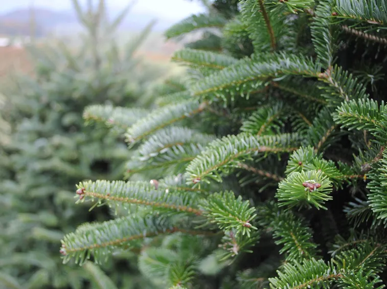 Gli aghi di un albero di Natale