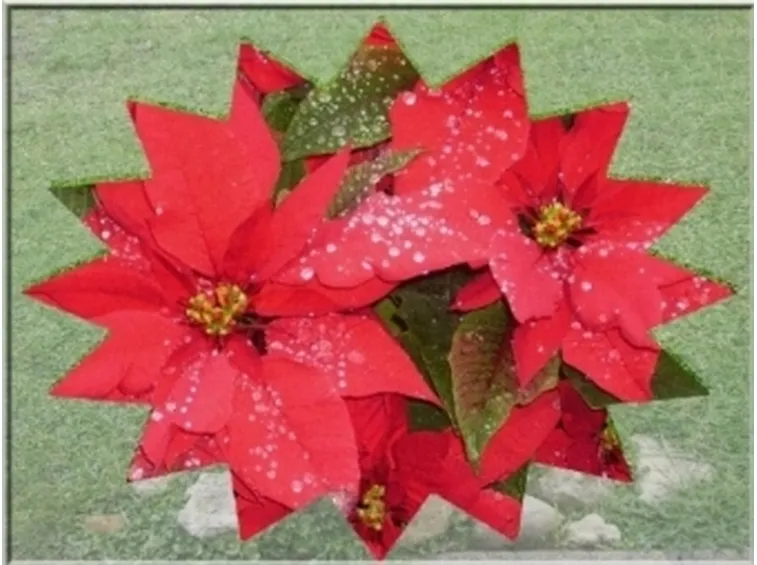 Stella di Natale