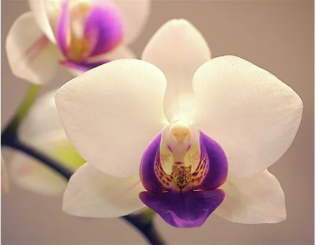 orchidea
