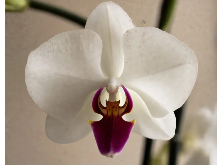 orchidea