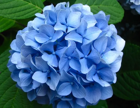 ortensia