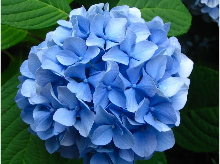 ortensia