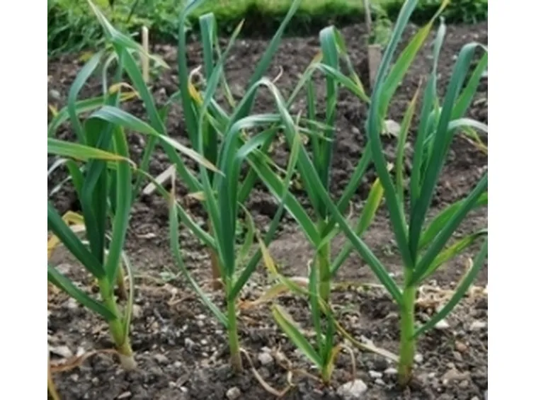 aglio 2