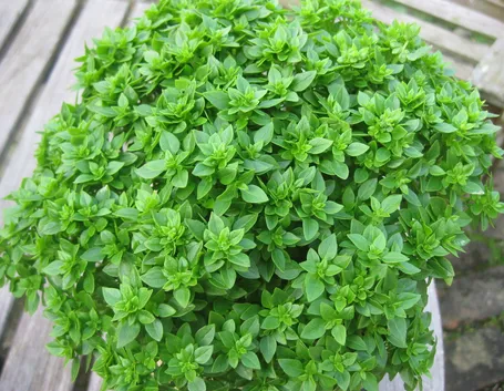 Pianta di basilico greco