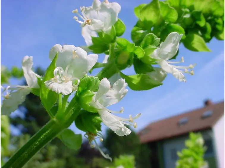 Fiori di basilico greco