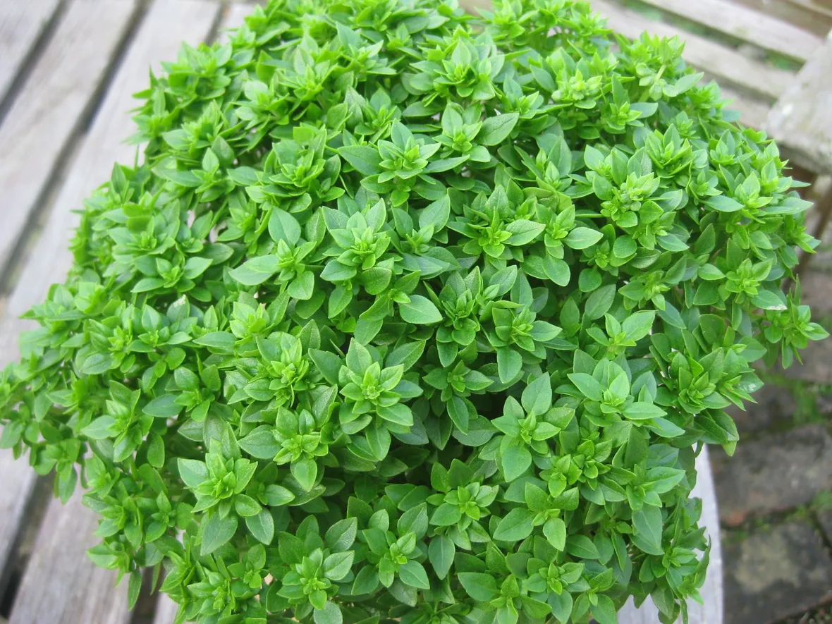 Pianta di basilico greco