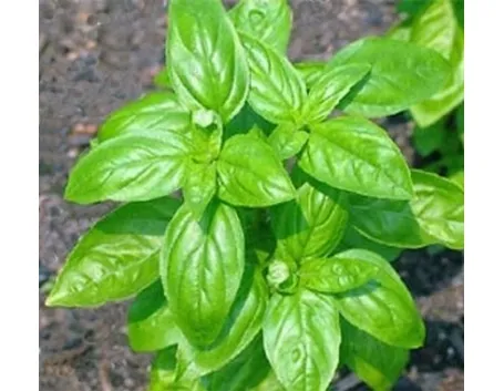 basilico