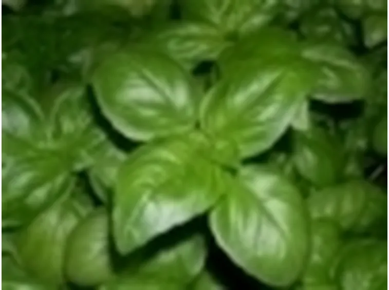 basilico2