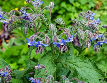 Pianta di borragine