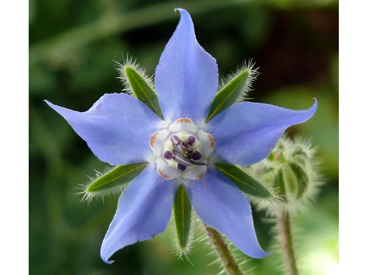 Fiore di borragine
