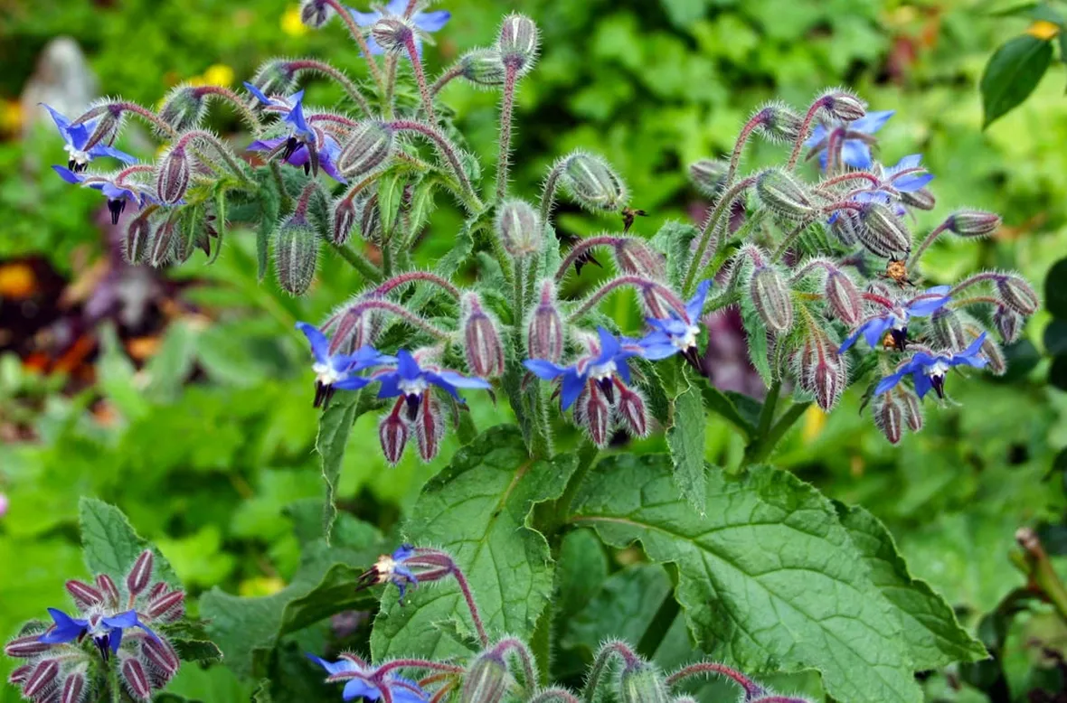 Pianta di borragine