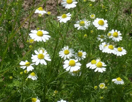 camomilla in fiore