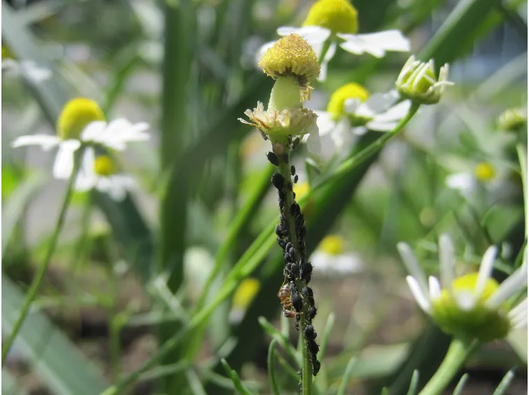 Afidi sulla camomilla