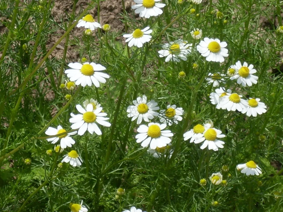camomilla in fiore