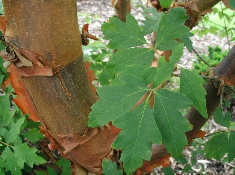 cannella pianta