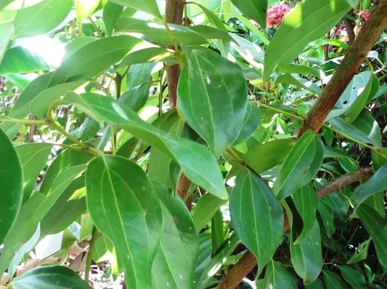 cannella pianta