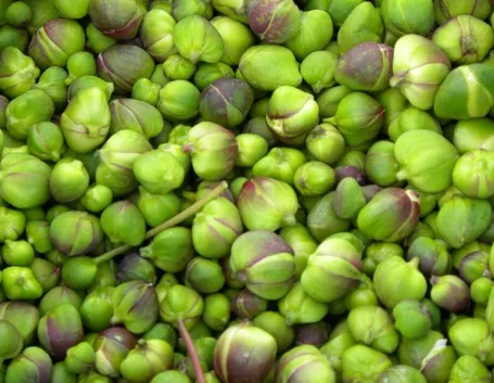 Capperi freschi
