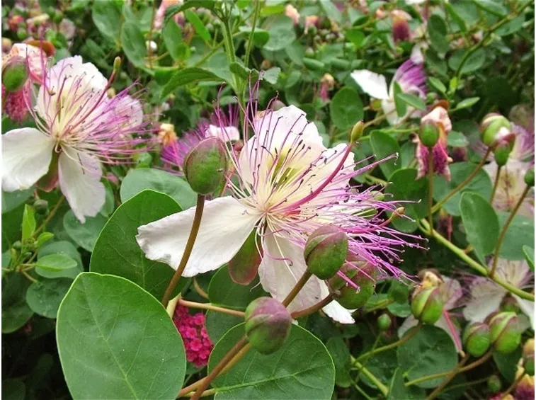 I fiori del cappero