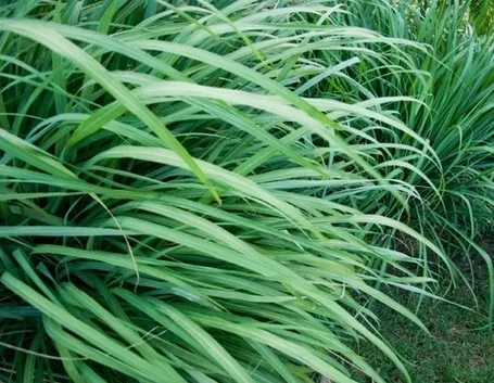 Piante di citronella
