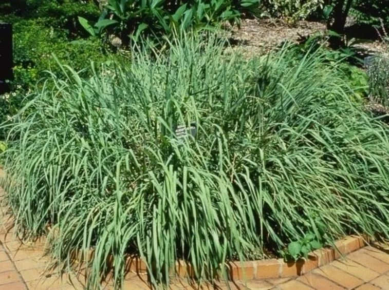 La citronella può essere coltivata nell'orto, in giardino o sul terrazzo