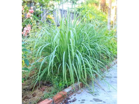 citronella3