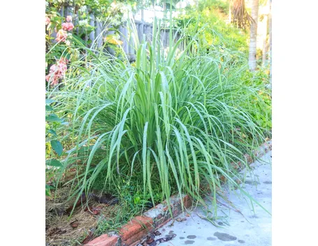citronella3
