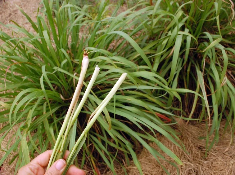 citronella gambo
