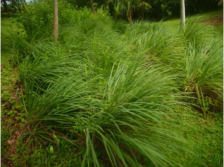 citronella