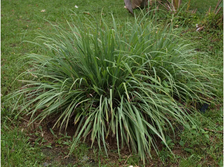 citronella 4