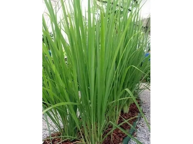 pianta