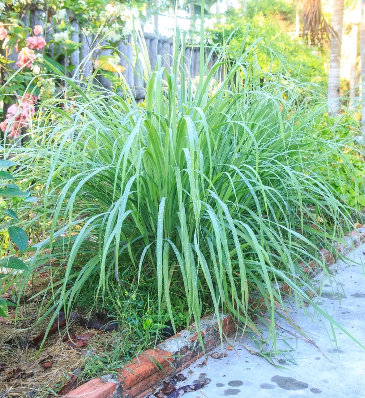 citronella3