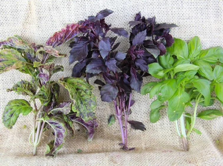 Alcune diverse varietà di basilico