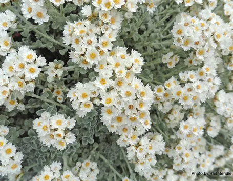 Elicriso bianco