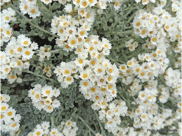 Elicriso bianco