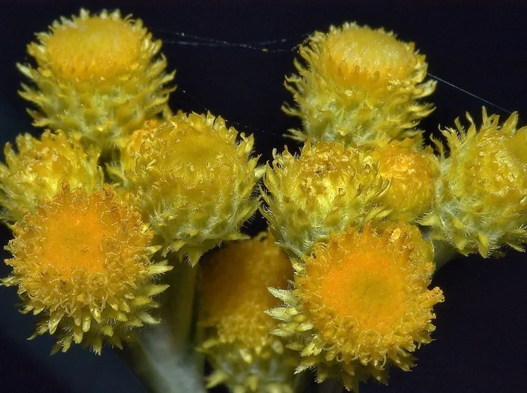 Infiorescenza di elicriso giallo (Helichrysum italicum)