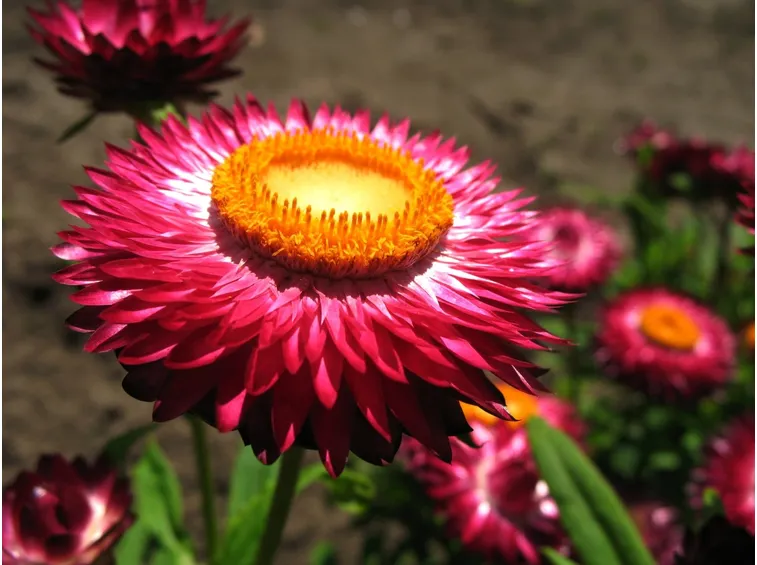 Elicriso fucsia (Helichrysum bracteatum)