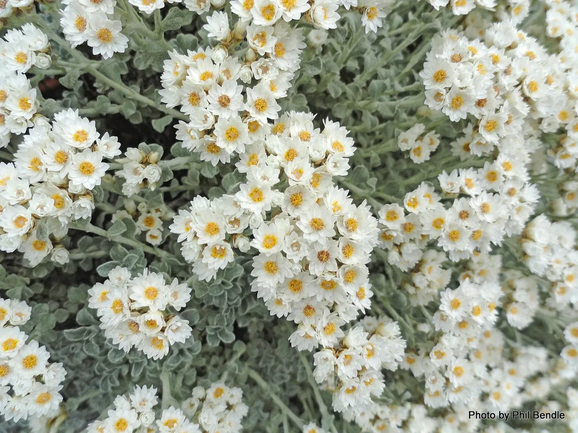 Elicriso bianco