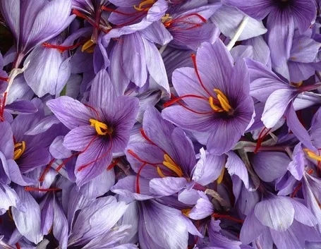 insieme di fiori di croco
