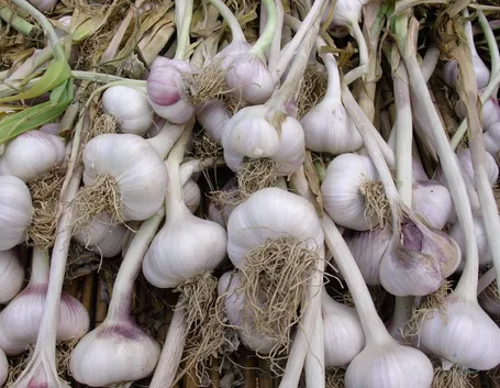 tante piante di aglio