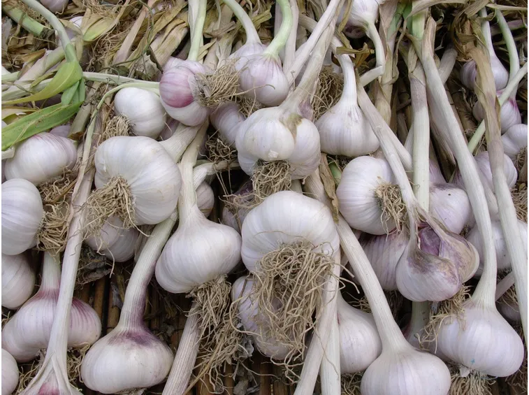 tante piante di aglio