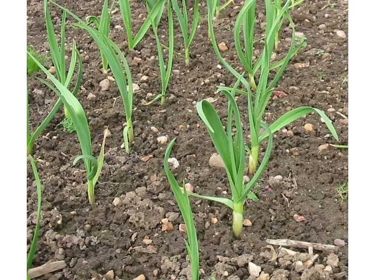 germogli di aglio che escono dal terreno