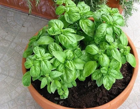 pianta di basilico in vaso grande