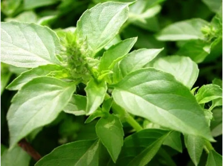 tisana di basilico e foglie di basilico