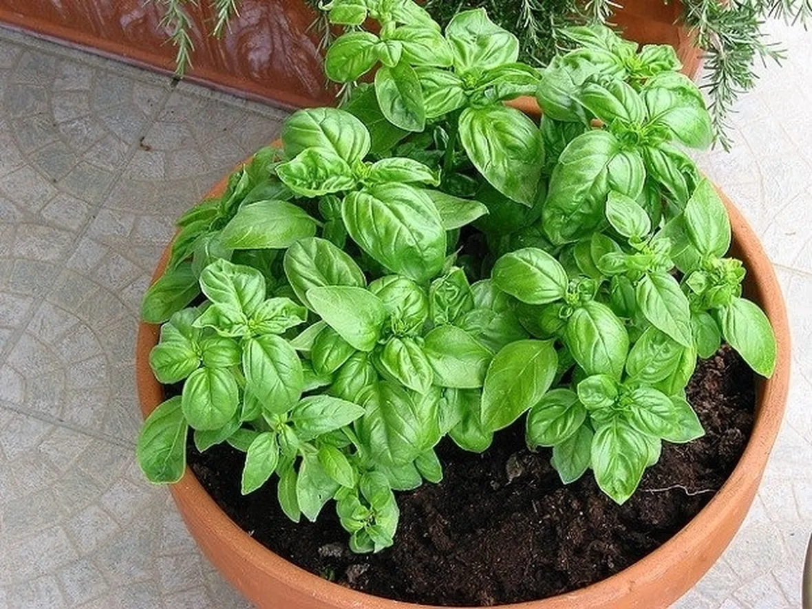 pianta di basilico in vaso grande