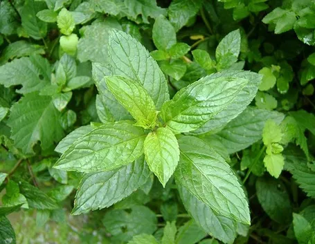 Caratteristiche della menta